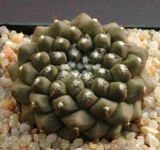 Neochilenia_esmeraldana